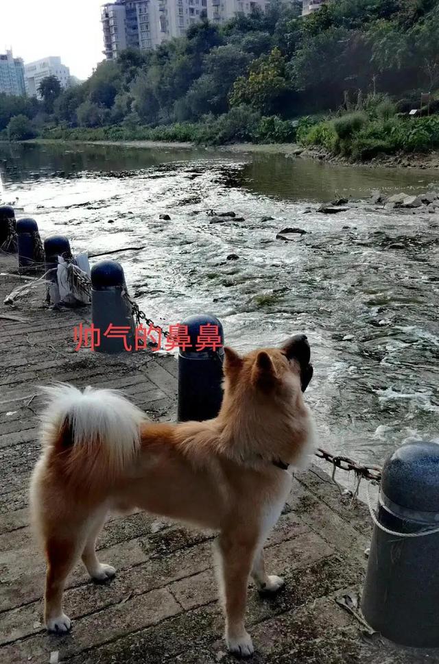 一只叫鼻的笨狗