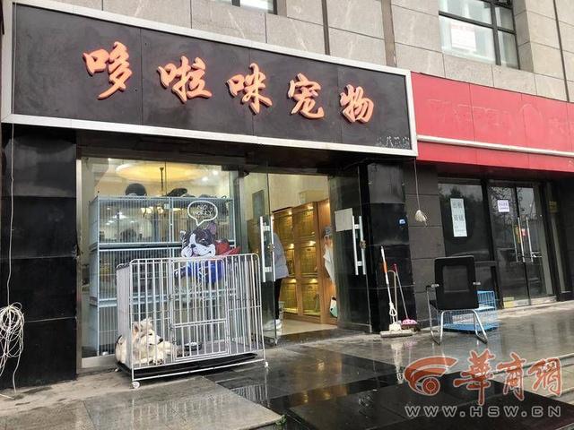 泰迪一般多少钱？泰迪一般多少钱一只！