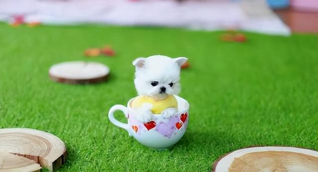 没有攻击力的6种狗狗，作为主人一定要保护好它们哦