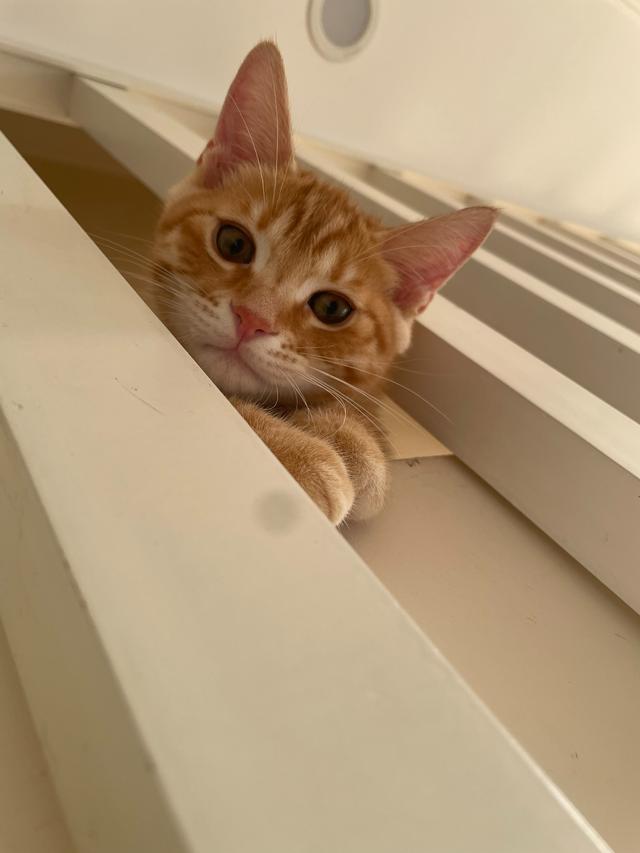 蓝胖子猫咪多少钱一只图片？蓝胖子猫咪多少钱一只图片大全！