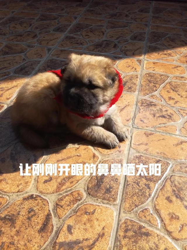 一只叫鼻的笨狗