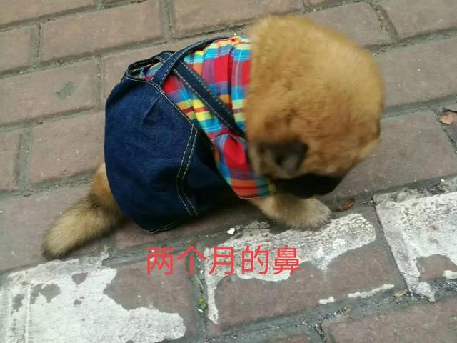 一只叫鼻的笨狗