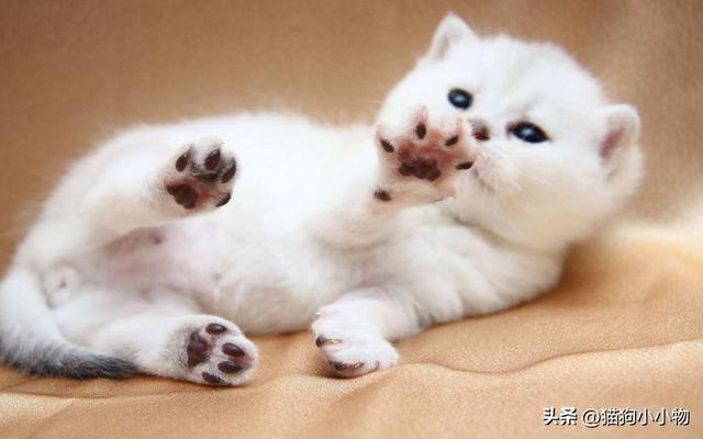 波斯猫多少钱一只幼崽？波斯猫多少钱一只幼崽雪鞋猫多少钱一只！