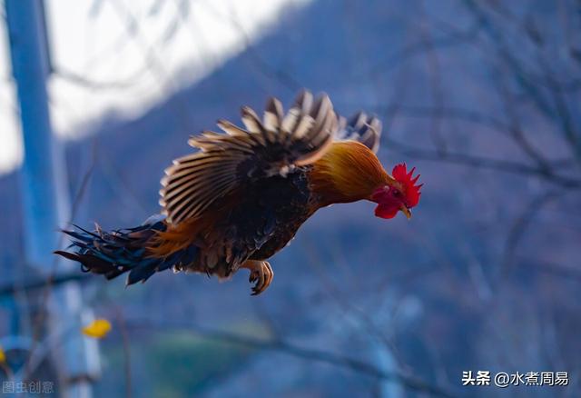 纯种贵宾犬图片纯正？纯种贵宾犬图片纯正大全！