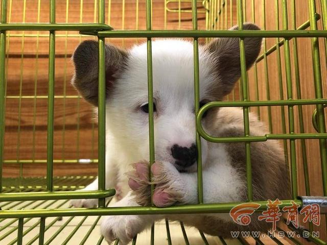 泰迪一般多少钱？泰迪一般多少钱一只！