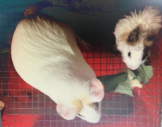 宠物购买平台？宠物购买平台哪个好！