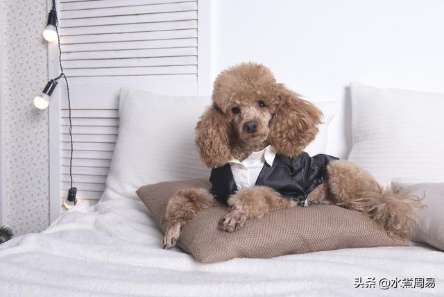 纯种贵宾犬图片纯正？纯种贵宾犬图片纯正大全！