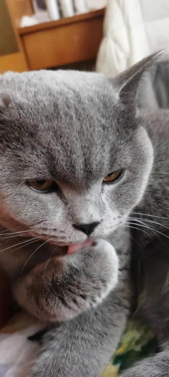 蓝胖子猫咪多少钱一只图片？蓝胖子猫咪多少钱一只图片大全！