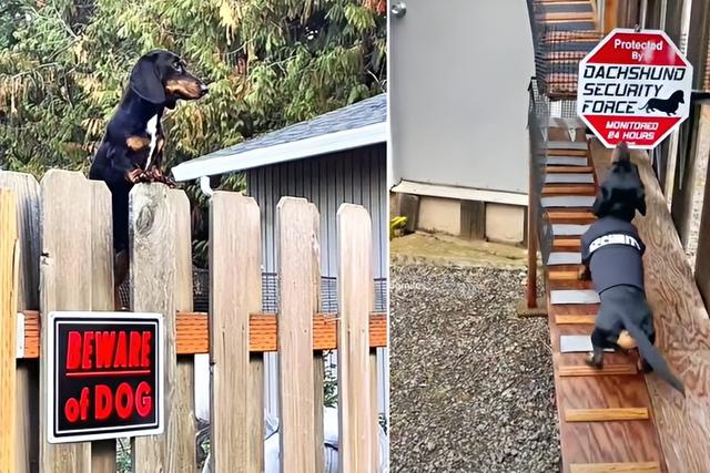 小型腊肠犬多少钱一只？小型腊肠犬多少钱一只图片！