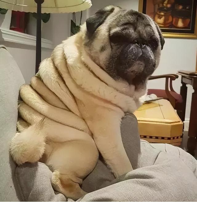 告诉你一个秘密，千万不要轻易养巴哥