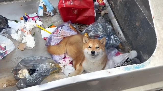 一只柴犬大概多少钱一只黑色？黑色的柴犬多少钱一只！