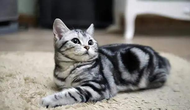 暹罗猫？泰国暹罗猫价格多少钱一只！