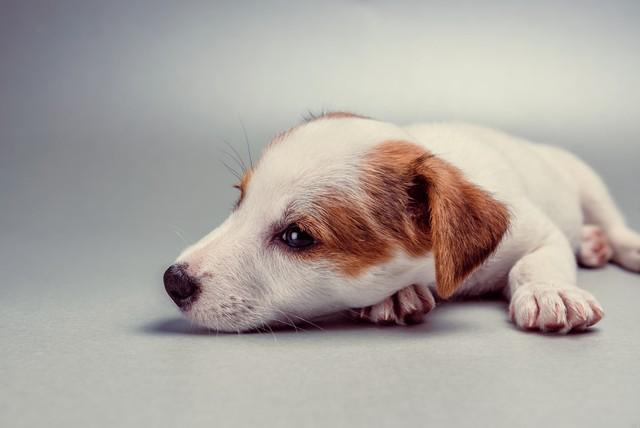 一个阿拉斯加幼犬多少钱一只？阿拉斯加小犬多少钱一只！