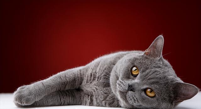 英短蓝猫多少钱一只？英短蓝猫多少钱一只正常价！