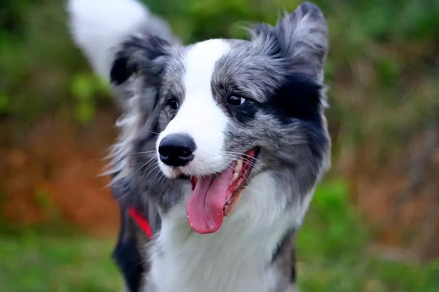 纯的边境牧羊犬多少钱？边境牧羊犬什么价格！