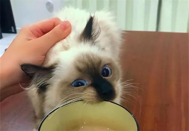 暹罗猫多少钱一只正常价？暹罗猫！