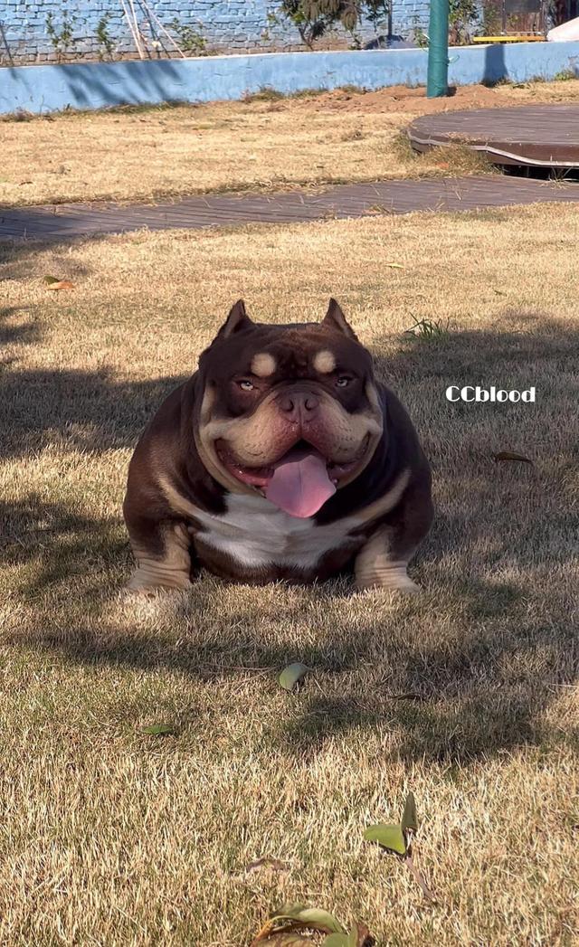 恶霸犬多少钱一只幼犬？恶霸犬多少钱一只幼犬哪个省的禁养犬！