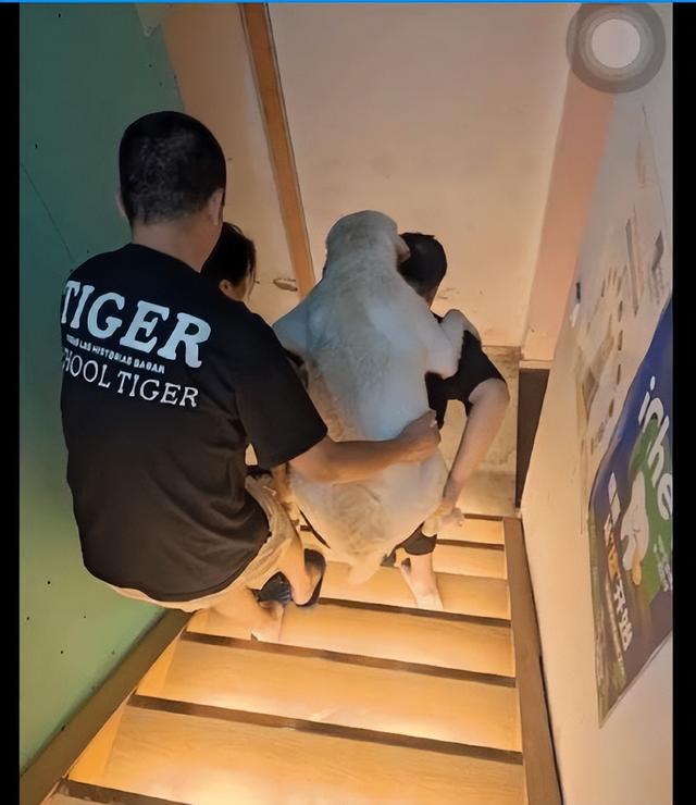 拉布拉多照片真实？拉布拉多照片真实拆家！