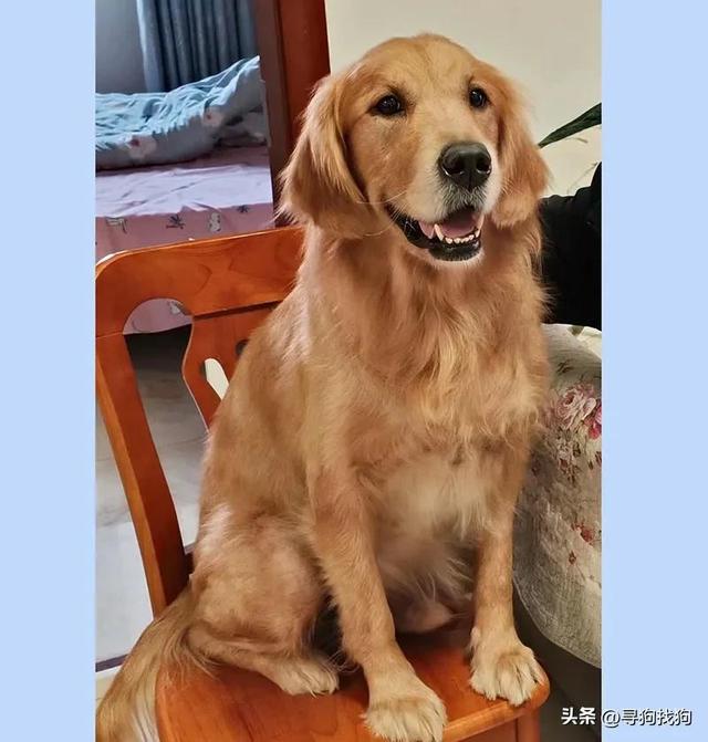 长期上门收购各种宠物狗？本人大量收购宠物狗！