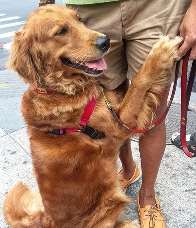 巴哥犬市场价格？巴哥犬的市场价！