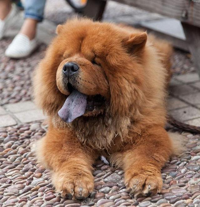 松狮犬多少钱一只_纯种的？松狮犬图片_纯种多少钱！