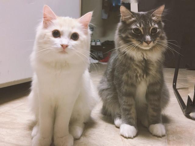农村土猫多少钱一只?农村土猫多少钱一只图片!
