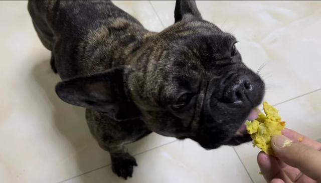 松狮犬图片？松狮犬图片多少钱一只！