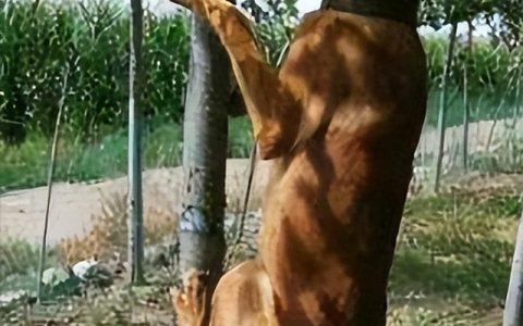 马犬图片大全_纯种？马犬图片大全_纯种犬！