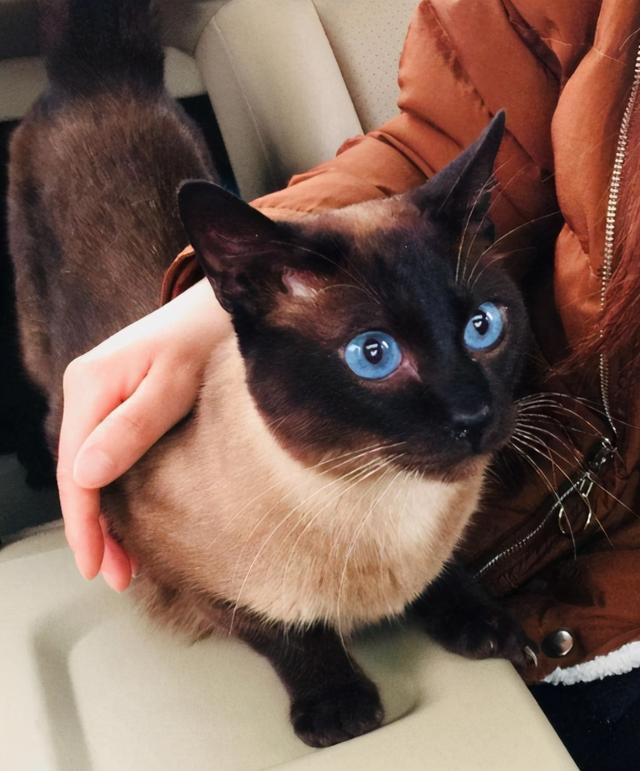 暹罗猫多少钱一只正常价？暹罗猫！