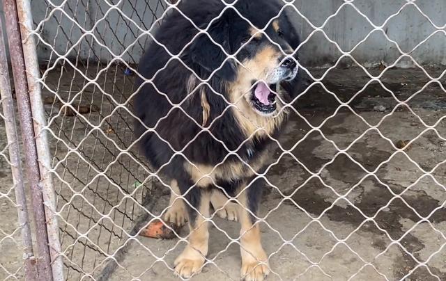 最贵的藏獒多少钱一只？白色藏獒多少钱一只！