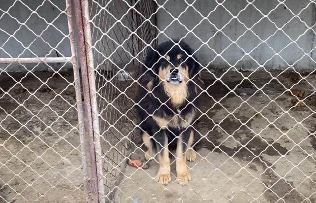 最贵的藏獒多少钱一只？白色藏獒多少钱一只！