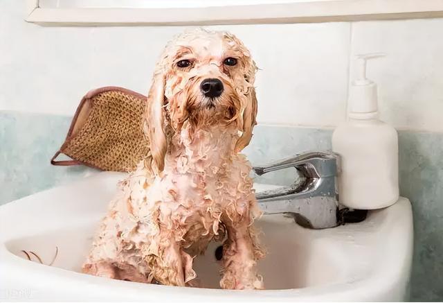 迷你型泰迪犬价格？迷你泰迪犬多少钱！