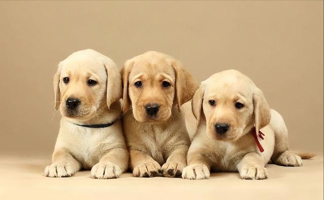 大型宠物狗的品种图片大全集？大型宠物狗的品种图片大全大图！