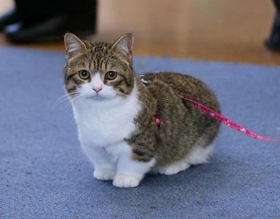 曼基康矮脚猫,纯白色?纯黑曼基康矮脚猫价格!