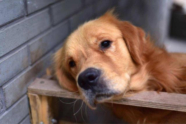 金毛寻回猎犬是什么意思呀？金毛寻回犬是猎犬吗！