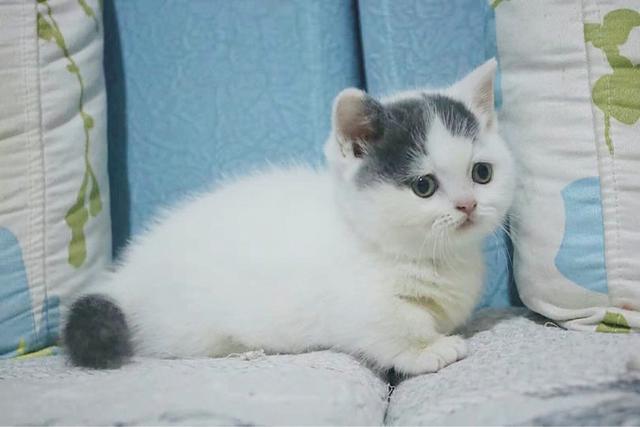 曼基康矮脚猫,纯白色？纯黑曼基康矮脚猫价格！