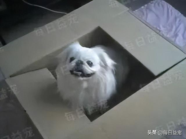 狗铺子网站？宠物狗买卖平台！