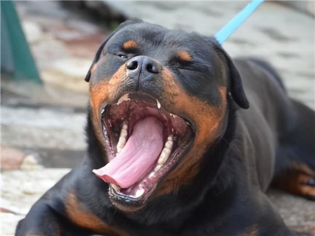 罗威纳犬图片?罗威纳犬图片价格_警犬!