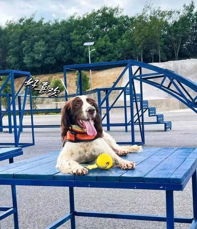 马里努阿犬图片_警犬？马里努阿犬的照片！