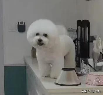 比熊犬多少钱一只幼崽便宜？比熊犬多少钱一只幼崽公！