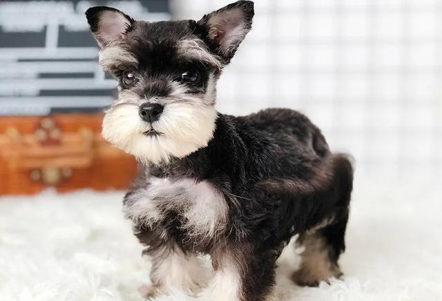 巨型雪纳瑞多少钱一只？纯黑雪纳瑞多少钱一只！