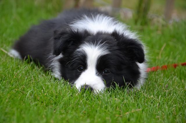 纯的边境牧羊犬多少钱？边境牧羊犬什么价格！