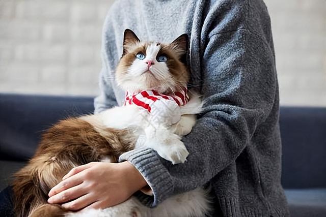 布偶多少钱一只啊图片？布偶多少钱一只啊图片大全！