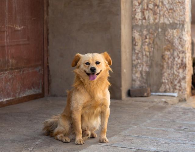 松狮犬多少钱一只_纯种？松狮犬多少钱一只_纯种图片！