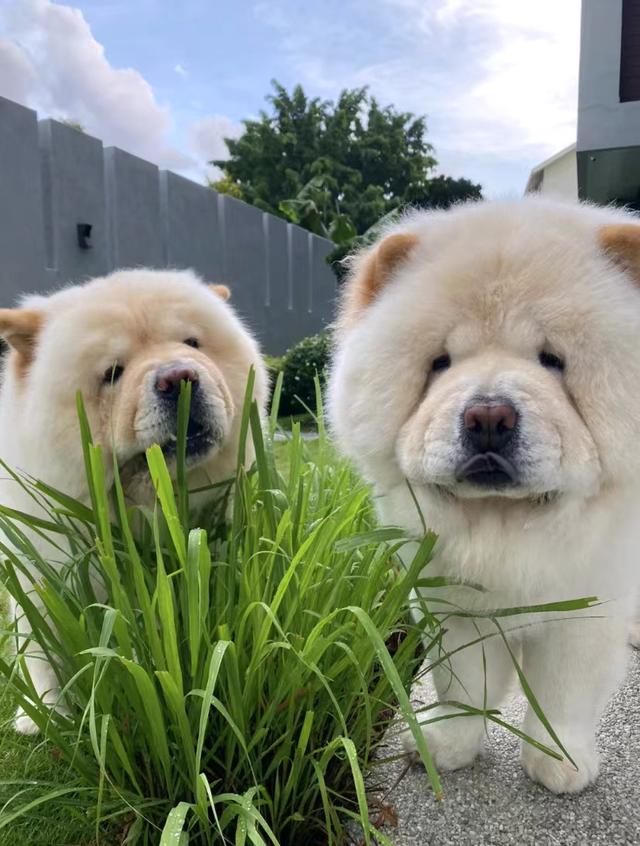 松狮犬多少钱一只_纯种的？松狮犬图片_纯种多少钱！