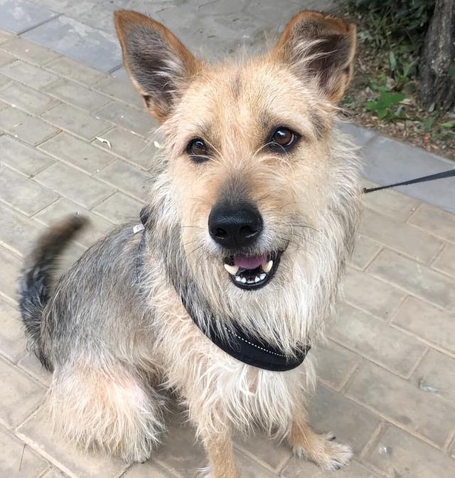 松狮犬多少钱一只_纯种？松狮犬多少钱一只_纯种图片！