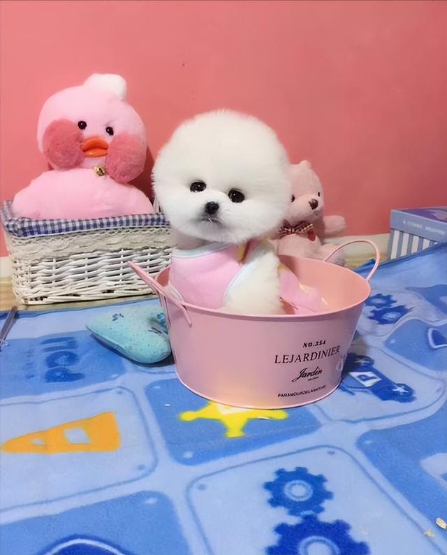 松狮犬多少钱一只_纯种？松狮犬多少钱一只_纯种图片！