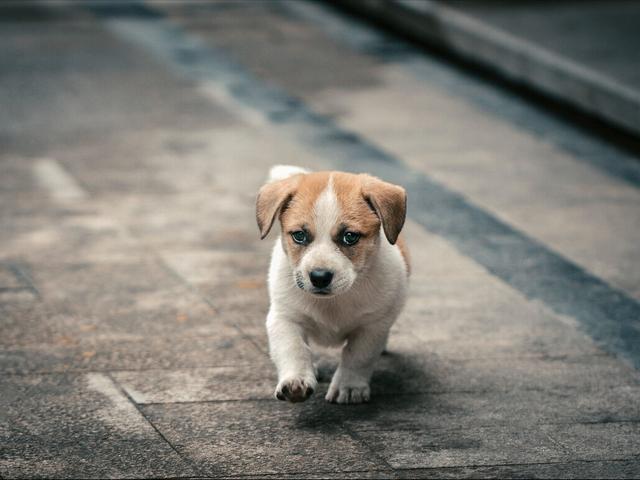 松狮犬多少钱一只_纯种？松狮犬多少钱一只_纯种图片！