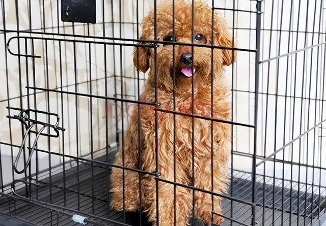 迷你型泰迪犬价格？迷你泰迪犬多少钱！