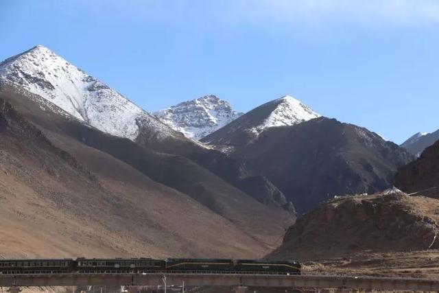 藏獒多少钱一只幼犬？一只藏獒多少钱一只！